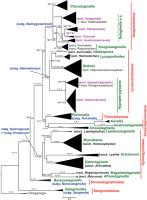 Phylogeny, character evolution, and classification of Selaginellaceae (lycophytes)