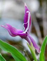 Degree of style coiling is associated with corolla-tube length in the nectarless flowers of Roscoea schneideriana