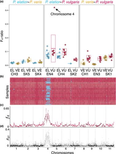 The genomes of Darwin's primroses reveal chromosome-scale adaptive introgression and differential permeability of species boundaries