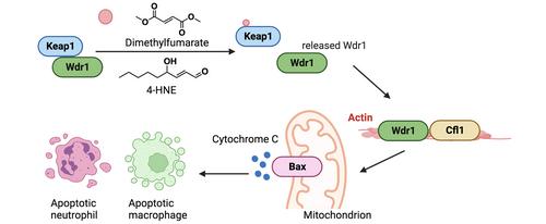 Keap It in the Family: How to Fish out New Paradigms in Keap1-Mediated Cell Signaling