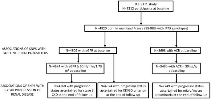 Genetic variants of interferon-response factor 5 are associated with the incidence of chronic kidney disease: the D.E.S.I.R. study