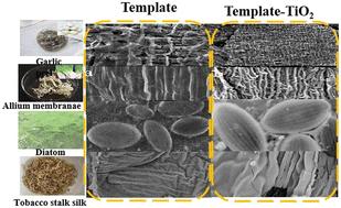 Biotemplated heterostructure materials: opportunities for the elaboration of new photocatalysts and selective-oxidation catalysts