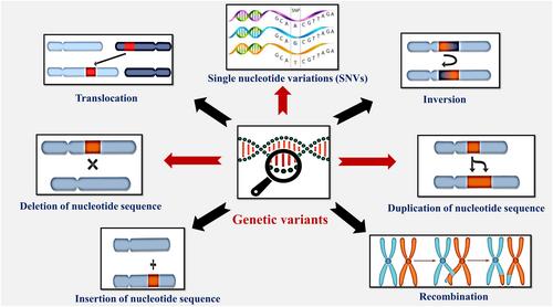 Relevance of pharmacogenetics and pharmacogenomics in veterinary clinical practice: A review