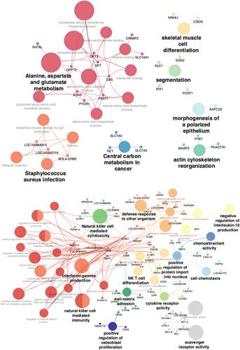 Effect of selection genotype on immune response to Brucella abortus RB51 in Holstein cattle