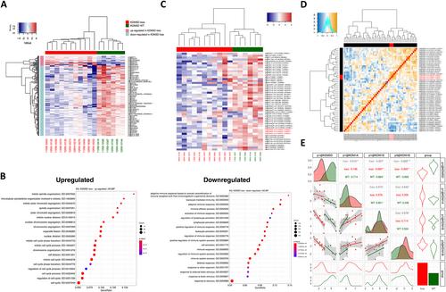 Copy number loss of KDM5D may be a predictive biomarker for ATR inhibitor treatment in male patients with pulmonary squamous cell carcinoma