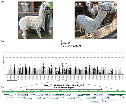 Identification of genomic regions associated with differences in fleece type in Huacaya and Suri alpacas (Vicugna pacos)