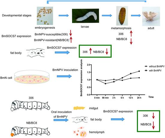 Cloning of suppressor of cytokine signaling 7 from silkworm (Bombyx mori) and its response to the infection of Bombyx mori nucleopolyhedrovirus