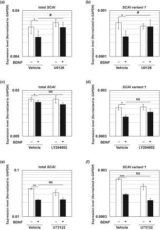 Brain-derived neurotrophic factor (BDNF) downregulates mRNA levels of suppressor of cancer cell invasion (SCAI) variants in cortical neurons