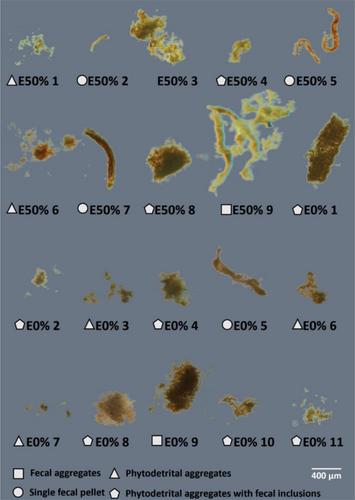 A novel method to sample individual marine snow particles for downstream molecular analyses