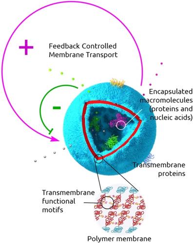 Emergence of Cell Behavior Through Feedback Control of Polymersome Membrane Transport