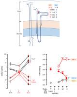 Herbal medicine (Oryeongsan) for fluid and sodium balance in renal cortex of spontaneously hypertensive rats