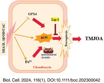 Liproxstatin-1 alleviates cartilage degradation by inhibiting chondrocyte ferroptosis in the temporomandibular joint