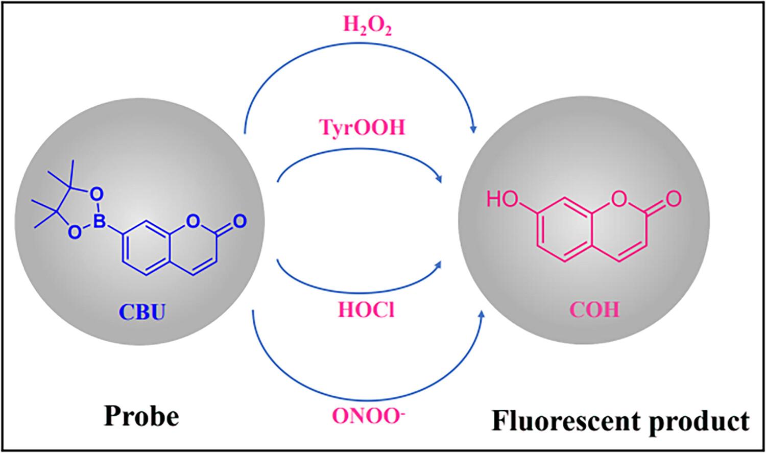 Theoretical study on oxidation mechanism of fluorescent probe, coumarin-7-pinacolboronate by various reactive oxygen species