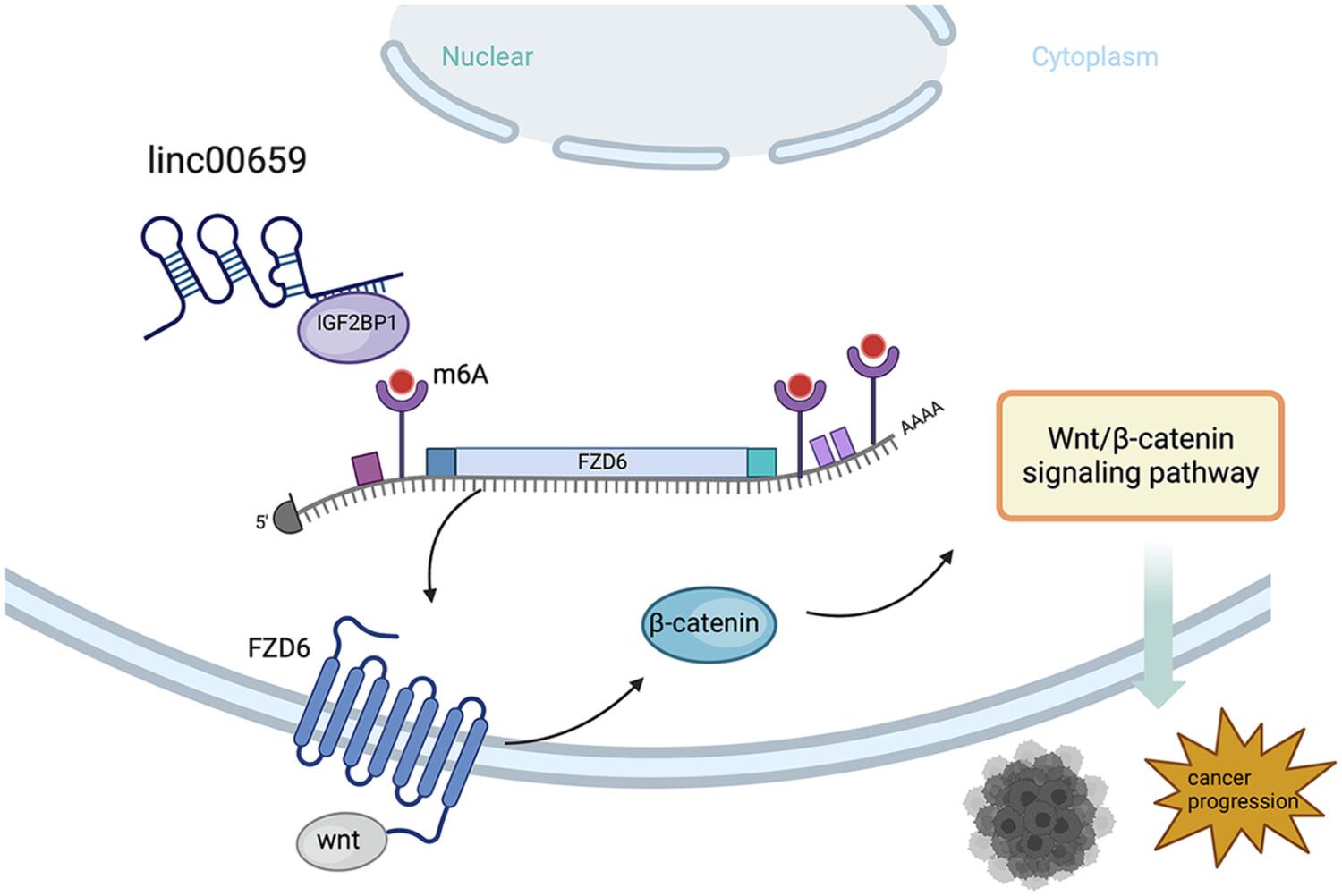 Long non-coding RNA linc00659 promotes tumour progression by regulating FZD6/Wnt/β-catenin signalling pathway in colorectal cancer via m6A reader IGF2BP1