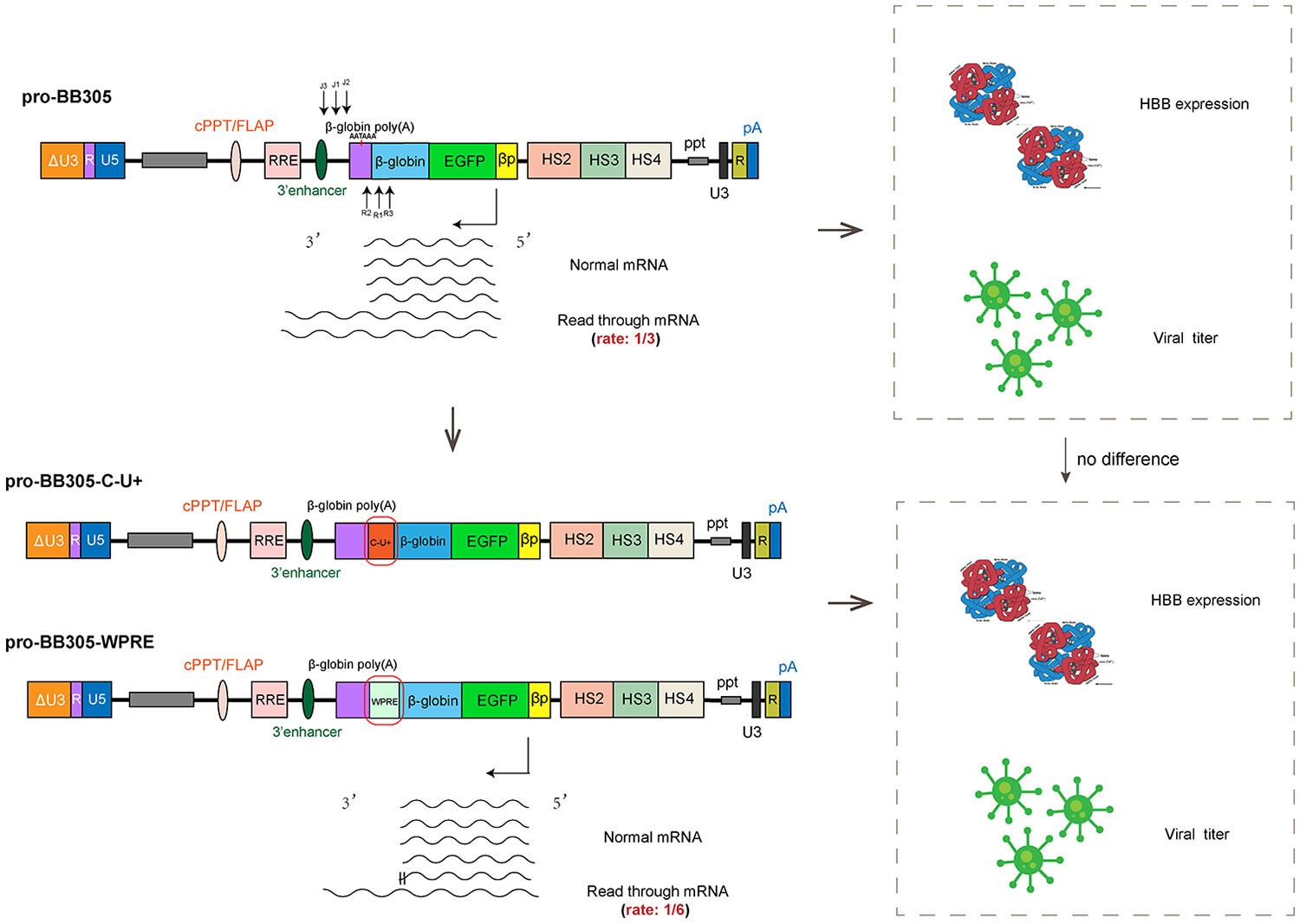 Reducing the transcriptional read-through rate of a lentiviral vector for β-thalassemia gene therapy