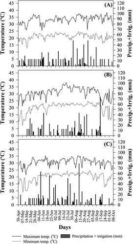 Physiological components of seed quality in runner-type peanut during seed formation