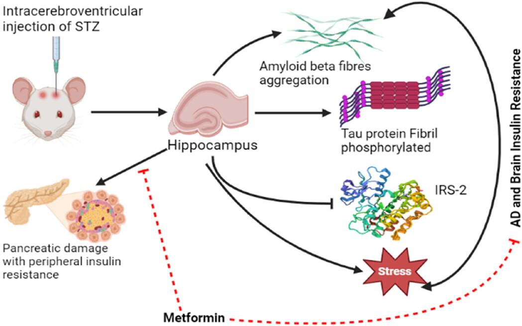 Alzheimer's disease-related brain insulin resistance and the prospective therapeutic impact of metformin