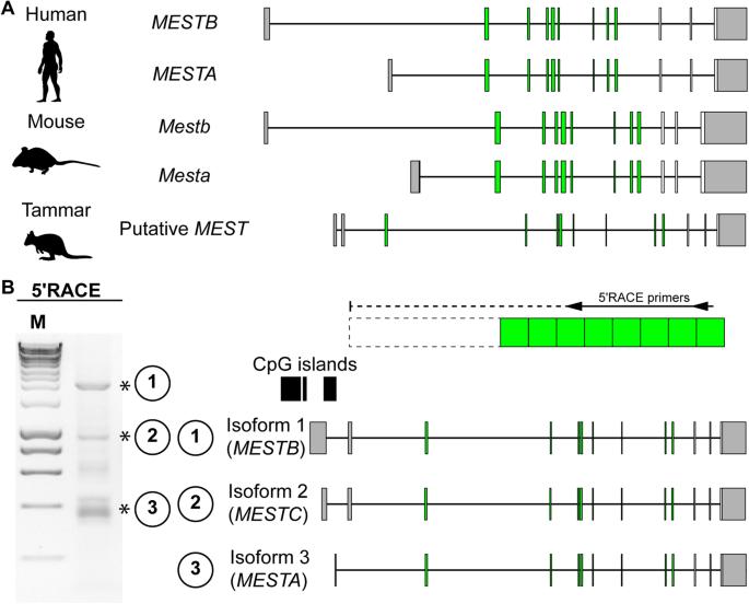 Marsupials have monoallelic MEST expression with a conserved antisense lncRNA but MEST is not imprinted