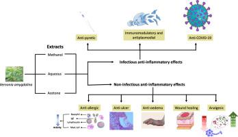 Therapeutic Benefits of Vernonia amygdalina in the Treatment of Inflammation and Its Associated Diseases