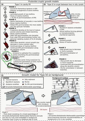 Contrasting morphology and growth habits of Frutexites in Late Devonian reef complexes of the Canning Basin, northwestern Australia