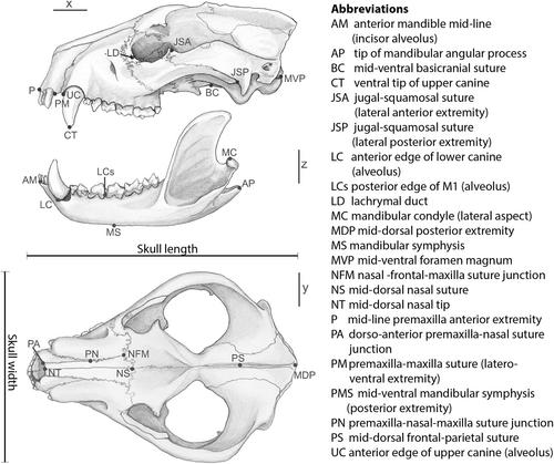 More than one way to eat a mouse: Skull shape variation within a monophyletic group of mammals (Marsupialia; Dasyurinae)