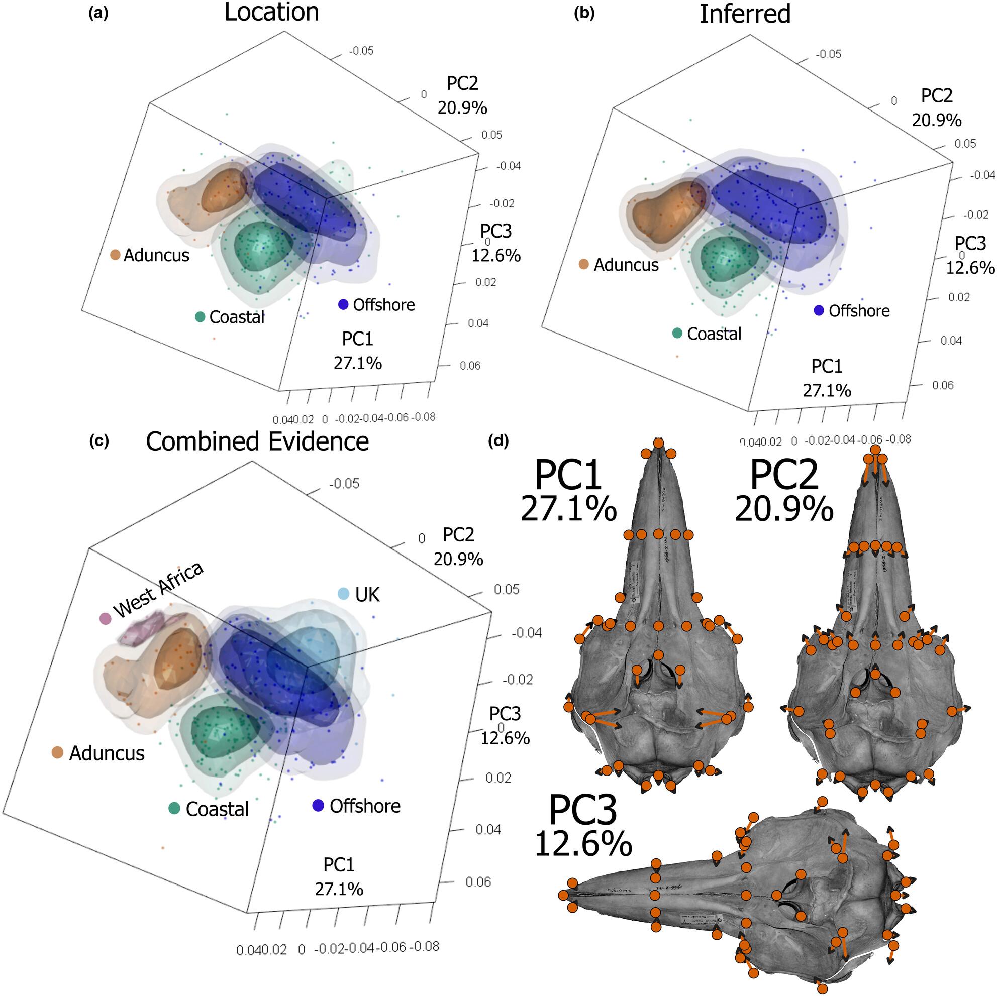 Skull morphology of bottlenose dolphins worldwide and patterns of adaptation between coastal and offshore environments