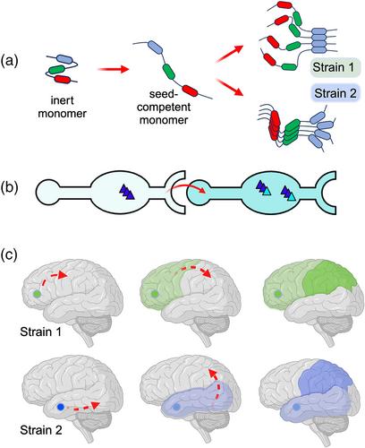 Travels with tau prions