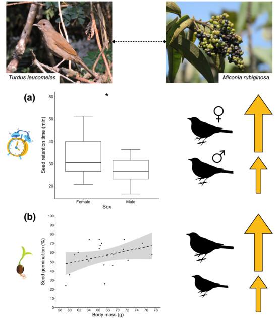 Individual body mass and sex of a frugivorous bird affect the quality of seed dispersal