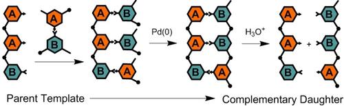 Sequence Information Transfer in Oligoarylacetylenes