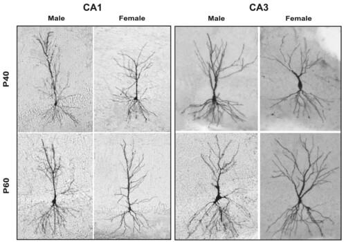 Sex-specific dendritic morphology of hippocampal pyramidal neurons in the adolescent and young adult rats