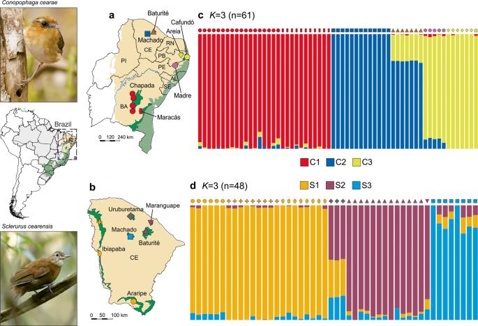 Disentangling the contemporary and historical effects of landscape on the population genomic variation of two bird species restricted to the highland forest enclaves of northeastern Brazil