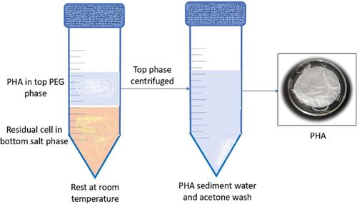 Sustainable Opportunities in the Downstream Processing of the Intracellular Biopolymer Polyhydroxyalkanoate