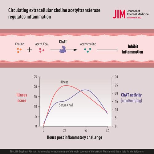 Circulating extracellular choline acetyltransferase regulates inflammation