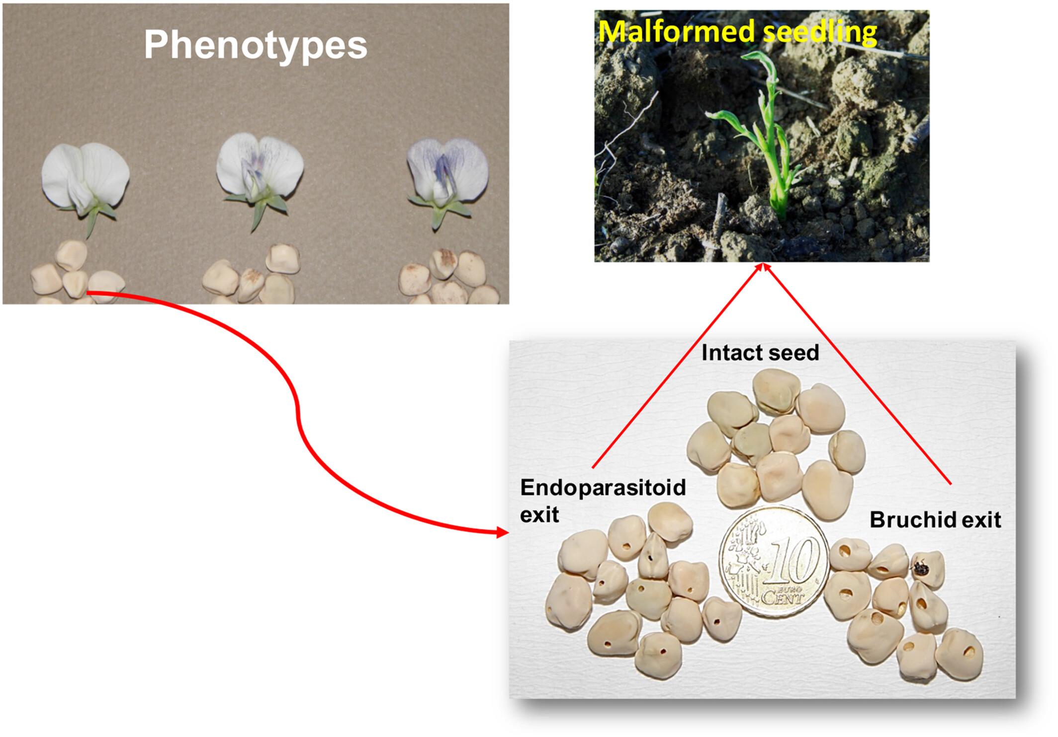 Flower/testa colour associations with grain yield, quality and tolerance to seed weevil in grass pea phenotypes