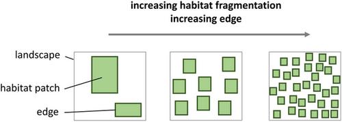 Patch-scale edge effects do not indicate landscape-scale fragmentation effects