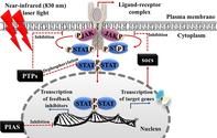 Effect of photobiomodulation at 830 nm on gene expression correlated with JAK/STAT signalling in wounded and diabetic wounded fibroblasts in vitro