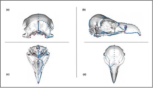 Carrion converging: Skull shape predicts feeding ecology in vultures