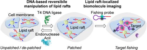 A Patching and Coding Lipid Raft-Localized Universal Imaging Platform