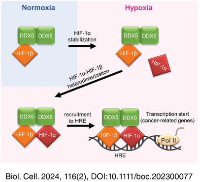 DDX5 enhances HIF-1 activity by promoting the interaction of HIF-1α with HIF-1β and recruiting the resulting heterodimer to its target gene loci