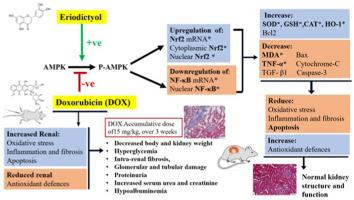 Eriodictyol attenuates doxorubicin-induced nephropathy by activating the AMPK/Nrf2 signalling pathway