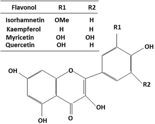 Targeting colorectal cancer using dietary flavonols