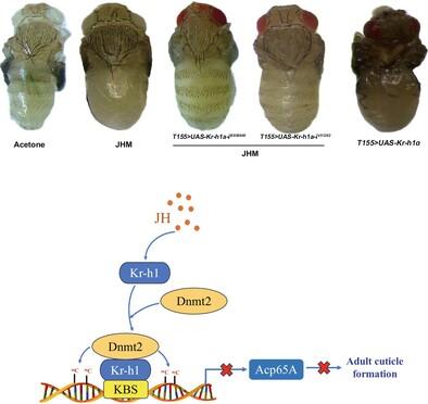 Juvenile hormone inhibits adult cuticle formation in Drosophila melanogaster through Kr-h1/Dnmt2-mediated DNA methylation of Acp65A promoter