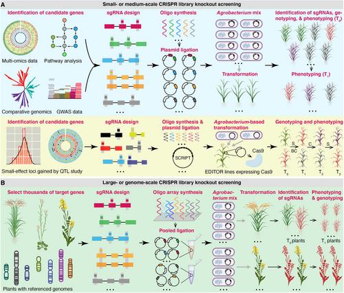 Plant Functional Genomics Based on High-Throughput CRISPR Library Knockout Screening: A Perspective