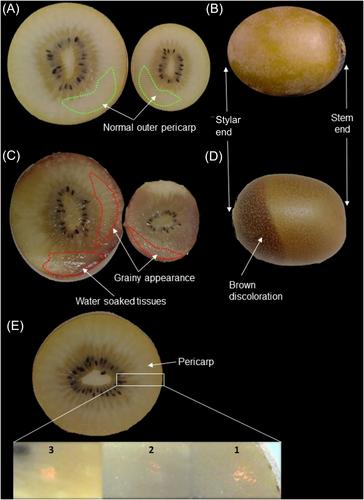 Identification and classification of chill-damaged versus sound kiwifruit using Raman spectroscopy and chemometrics