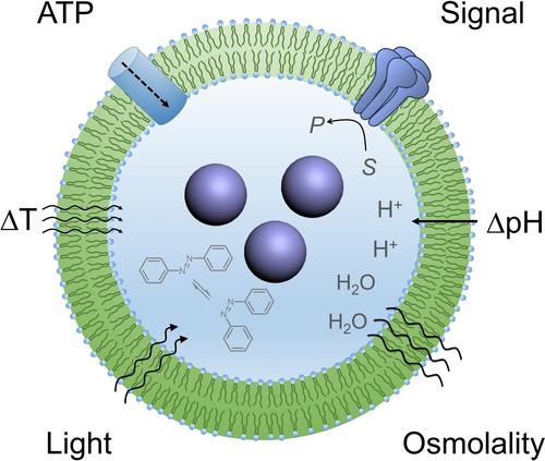 Instructing Liquid-Liquid Phase Separation Inside Membranous Protocells