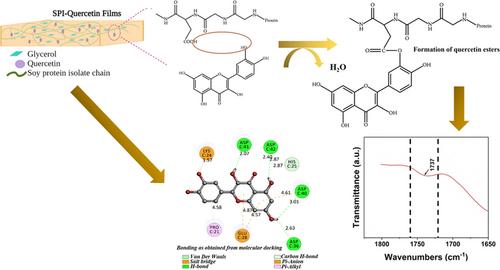 Structural, material and antibacterial properties of quercetin incorporated soy protein isolate films and its binding behavior through molecular docking