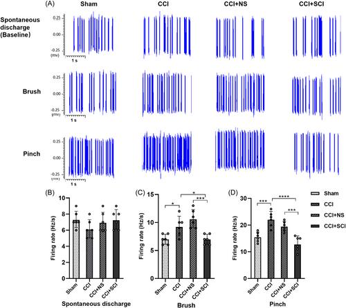 Stauntonia chinensis injection relieves neuropathic pain by increasing the expression of PSD-95 and reducing the proliferation of phagocytic microglia