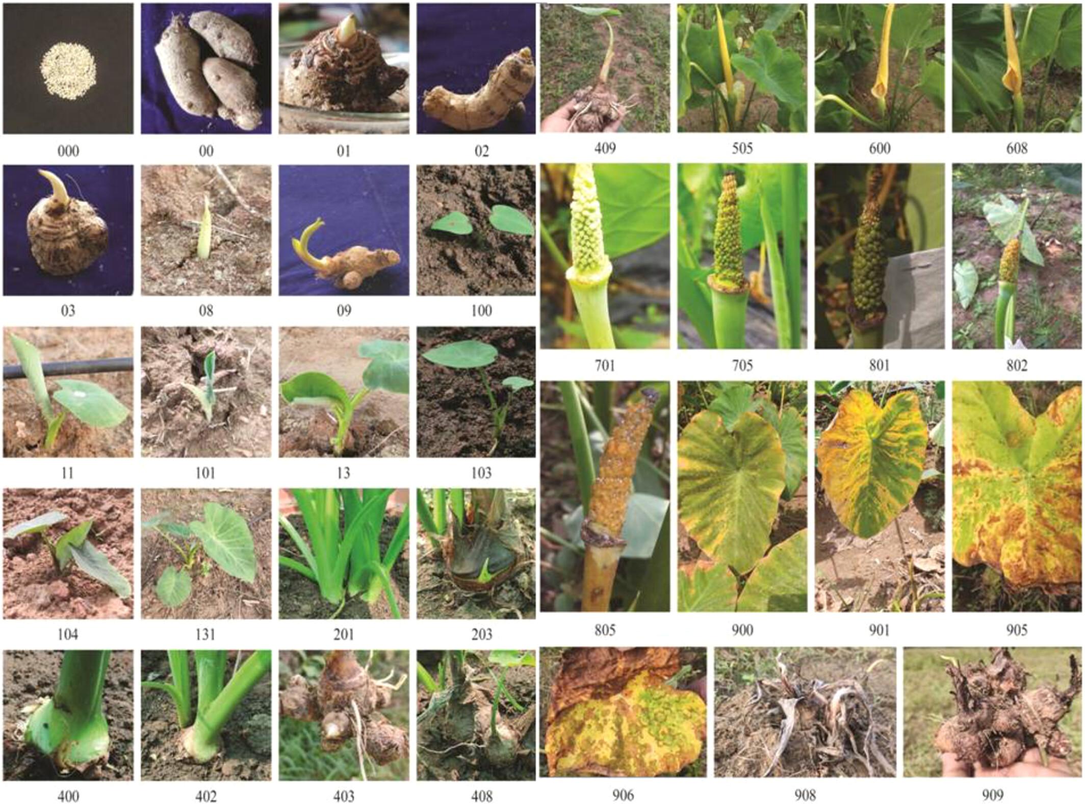 Codification and description of phenological growth stages of taro (Colocasia esculenta var. antiquorum) according to the extended BBCH Scale