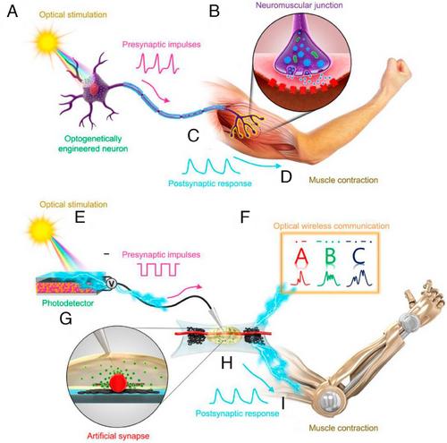 Recent advancements in implantable neural links based on organic synaptic transistors