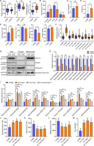 Nitrogen deficiency modulates carbon allocation to promote nodule nitrogen fixation capacity in soybean